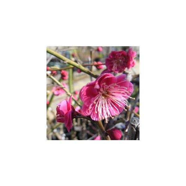 花梅　ハナウメ　八重寒紅梅　ヤエカンコウバイ　苗木規格：5号（直径約15cm）ポット植え、又は根巻き苗、接ぎ木1〜2年生苗、樹高：80cm程度八重寒紅梅（ヤエカンコウバイ）は、花が濃紅色の八重咲き中輪タイプです。野梅系野梅性（やばいけい　や...