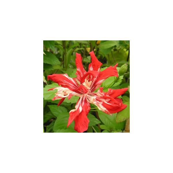 ハイビスカス　ハワイアンフラッグHibiscus 　Hawaiian Flag赤い花弁に白色が入る美しい品種です。アオイ科フヨウ属　非耐寒性常緑低木３寸ポット植え　樹高10〜20センチ程度