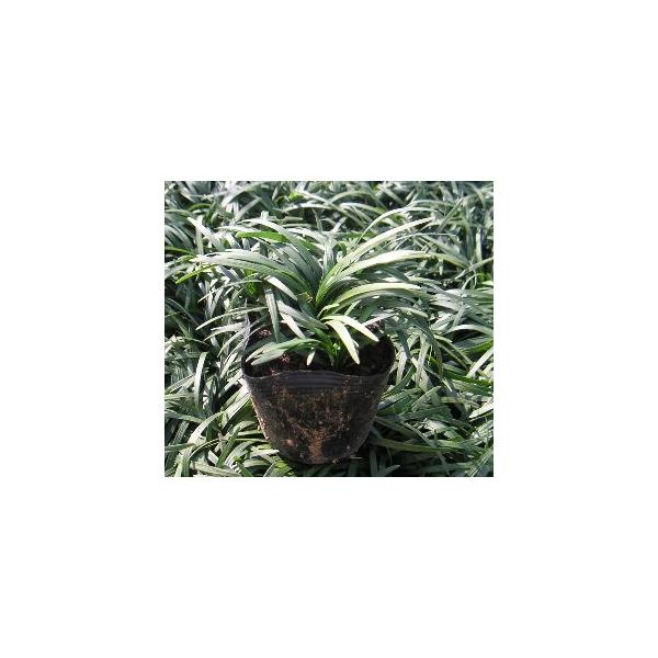 玉竜（竜のヒゲ）　１ポット