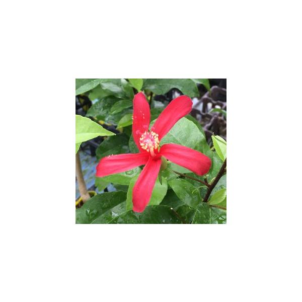 ハイビスカス　クレイーHibiscus clayiiハイビスカスの原種系品種で、ハワイカウアイ島の200〜350メートル山地の乾生林に自生する。同じく原種系のコキオに似て、小型の花を咲かせます。花は紅色で一重咲き、花弁が細くよじれたように咲...