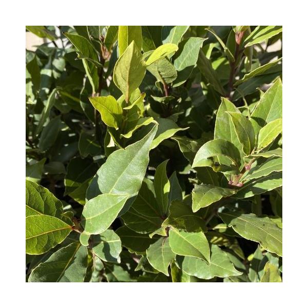 月桂樹　9センチポット　　20〜30cm程度月桂樹（ゲッケイジュ）は、地中海原産の常緑樹で、別名ローレルやローリエとも呼ばれ、葉が香辛料として使用されています。またギリシャ神話などにも登場し、現代でも勝利のシンボルとして、オリンピックなどの...