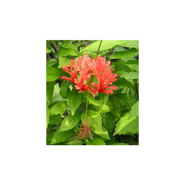 ハイビスカス　スキゾペタルスHibiscus schizopetalus　和名：フウリンブッソウゲ(風鈴仏桑華) 、ザンジバル島原産の原種ハイビスカス風鈴を吊り下げたような面白い形の花。ハイビスカスとは思えない形が魅力です。アオイ科フヨウ属...