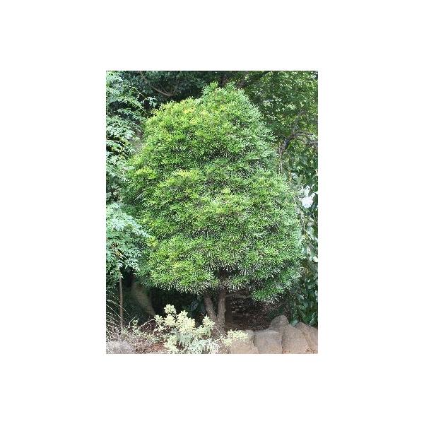 4寸ポット苗　樹高30〜40センチ程度コウヤマキ（高野槇、高野槙）は、日本原産の固有種で常緑針葉樹です。悠仁(ひさひと)親王殿下さまのお印です。