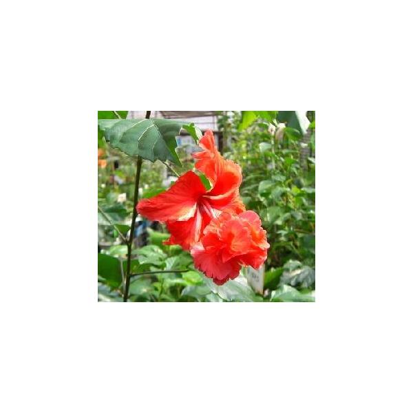 ハイビスカス　レッドフラミンゴHibiscus Flamingo赤花の二段咲きで可愛らしいハイビスカスです。正式名称は、エル カピトリオ 　Hibiscus El Capitolio 。オレンジ色の二段咲き、オレンジフラミンゴも存在する。ア...