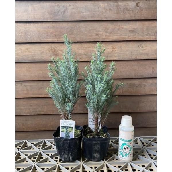 シルバースター　コニファー ３寸ポット植え×2ポットローソンヒノキの栽培品種 　ヒノキ科ヒノキ属 樹形は楕円形、枝は上に伸び、葉は青緑色の美しい品種です。 お洒落なクリスマスツリーにいかがですか？ モミの木ではありませんが、薄っすら雪が被っ...