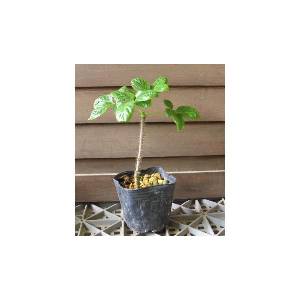 薬草　エゾウコギ　シベリアニンジン9センチポット苗世界五大人参の一つとされ、朝鮮人参の6倍ものパワーを持つといわれています。医学界でも世紀の大発見と話題を呼んでいる植物です。サッカーワールドカップで活躍した韓国チームの素晴らしい持久力の裏に...