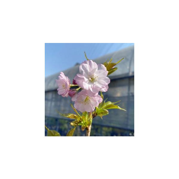 桜　楊貴妃桜　ヨウキヒサクラ　苗木　苗　桜の木規格：3〜5寸ポット植え、又は根巻き苗接ぎ木1〜２年生苗樹高：60〜80センチ程度楊貴妃桜（ヨウキヒサクラ）は、サトザクラ系サクラで、花は淡紅色の八重咲き。その美しい八重咲きの桜を見て、中国の美...