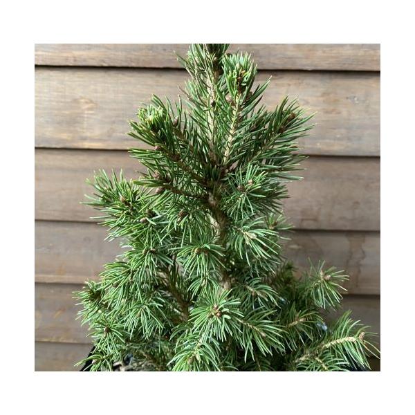 コニカ　（カナダトウヒ）　マツ科トウヒ属＊樹高20センチ程度6寸ポット鉢植え　＊装飾品は商品に含まれません！＊◎数あるコニファーの中でも人気の高いコニカ。カナダトウヒ（コニカ）は、綺麗な円錐形の樹形を自然と維持し、刈込などの手入れを一才必要...