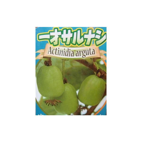 9センチポット苗さるなし（サルナシ）、別名：コクワは、キウイフルーツやマタタビと近い品種で、その果実はキウイフルーツを小さくしたような形で毛がなく緑色で、果実酒に利用されたり、生食したりされている栄養価の高い果実です。一才サルナシは小さい樹...