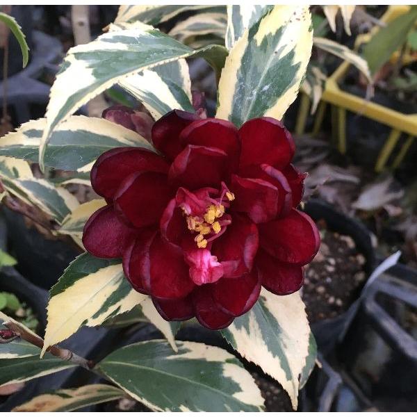 椿　斑入黒椿(錦葉黒椿）　５寸鉢植え　樹高30センチ程度花：小輪〜中輪咲き開花期：4〜5月日向または半日陰に適し酸性土を好みますので植え付けの際に植え穴にピートモスや腐葉土を混ぜて下さい。