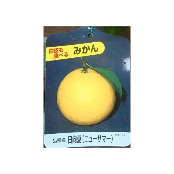 日向夏（ニューサマーオレンジ）：果樹苗 柑橘苗 苗木 接木 苗 みかん