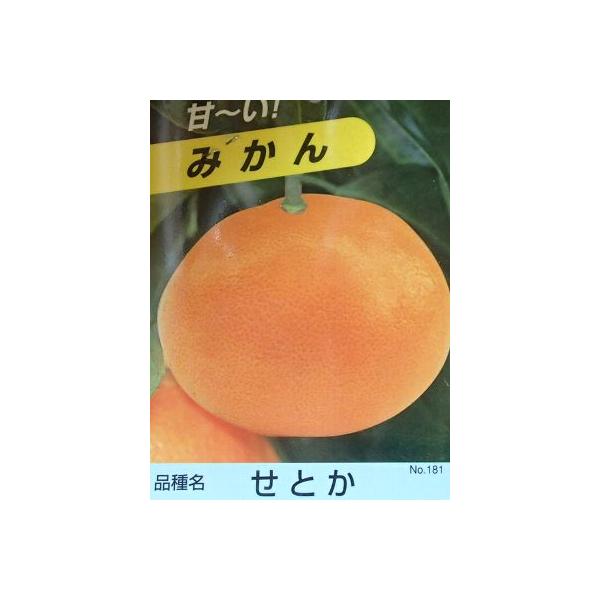 せとか（みかん）：果樹苗　PVP商品（種苗法登録品種）　柑橘苗　苗木　接木　苗　みかん
