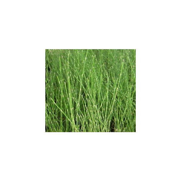 姫砥草　9センチポット苗