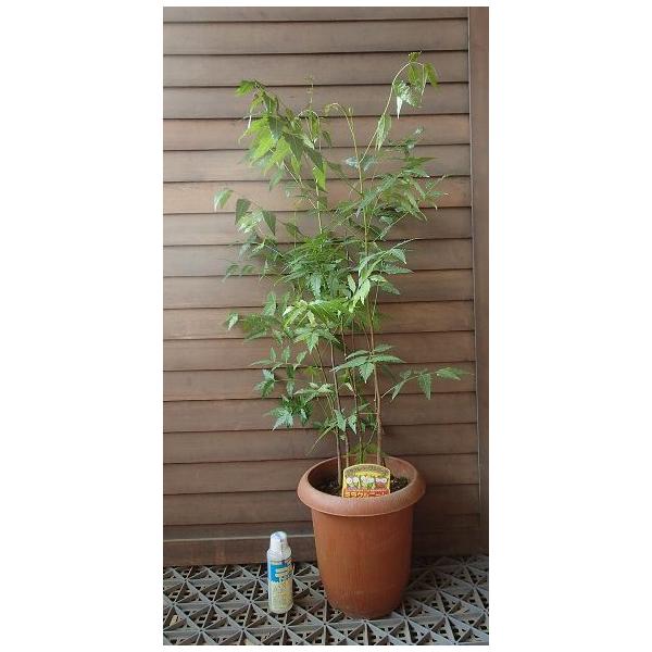 ニーム インドセンダン ④ 5年生 メルカリ便 観葉植物）ハーブ苗