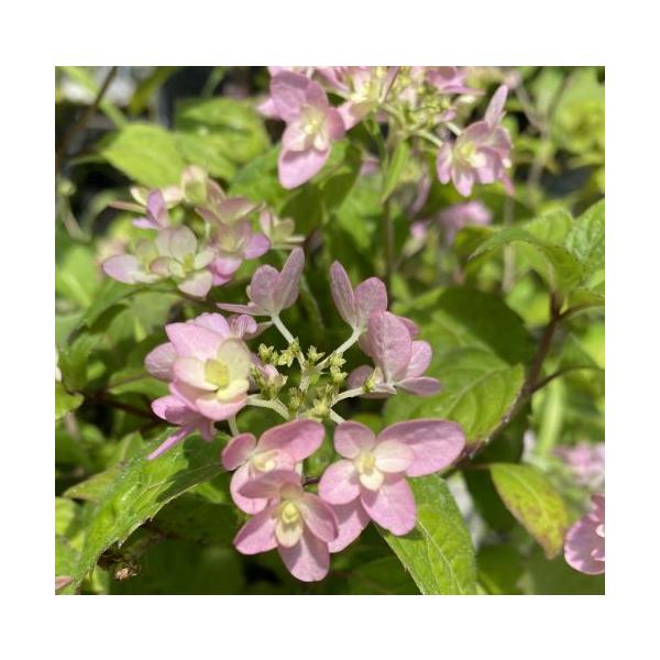 剣の舞　山紫陽花　ヤマアジサイ9センチポット植え　＊ピンク色の花が咲いています！紫陽花（アジサイ）は、梅雨の時期に美しい花を咲かせる魅力ある植物です。最近はアジサイも品種が豊富になり数多くの紫陽花が流通するようになっています。山紫陽花（ヤマ...