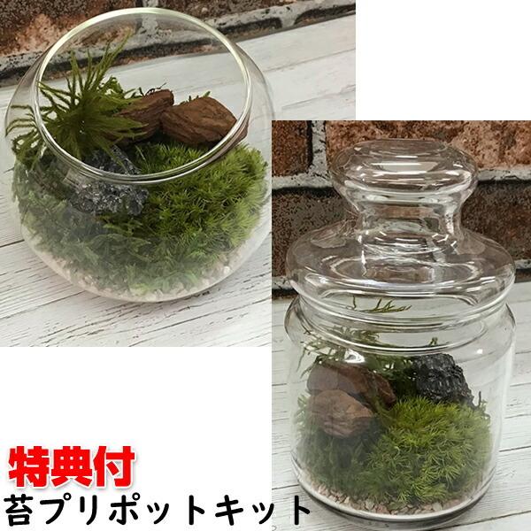 苔プリキット テラリウム プリザーブド加工 苔 ミニチュア 庭園 置物 インテリア アート 盆栽 苔 苔玉 苔プリセット 自作 日本庭園 盆栽 リラックス 癒し 安らぎ Wat6114 日本通販ショッピング 通販 Yahoo ショッピング