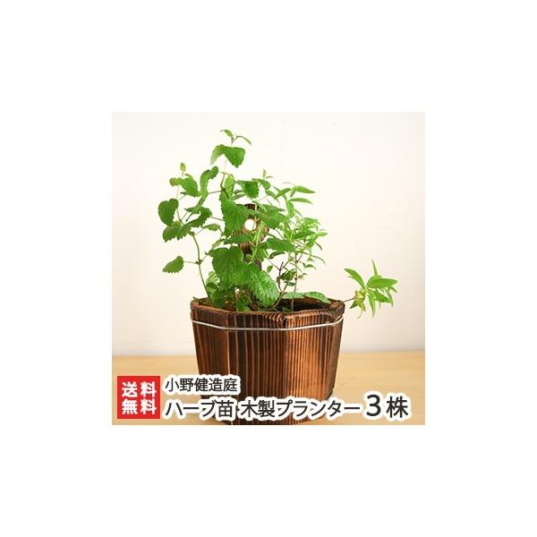 焼杉木製プランター ハーブ苗付 3株セット 選べるハーブ苗 小野健造庭 送料無料 Buyee Buyee 日本の通販商品 オークションの代理入札 代理購入