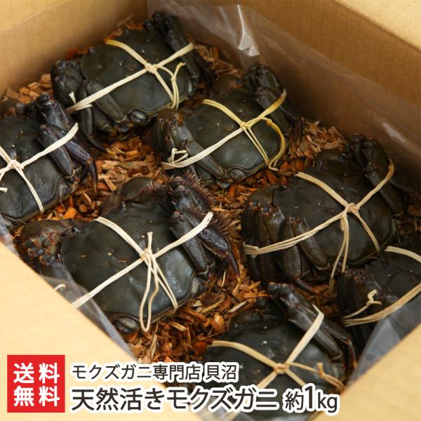 天然活きモクズガニ 約1kg（6〜10匹入り）/カニ 蟹/モクズガニ専門店 貝沼/送料無料