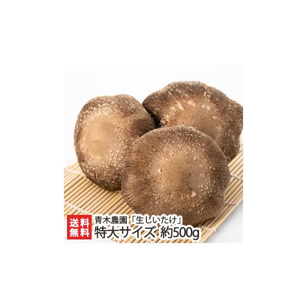 VY  TCY 500g(5`7)/ؔ_/