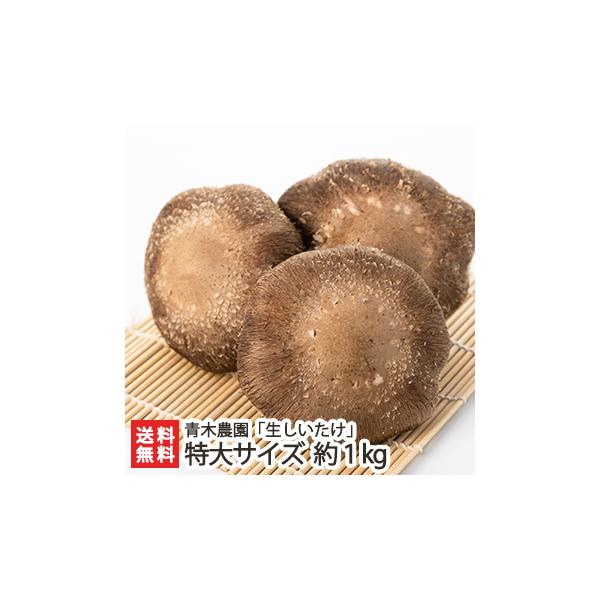 VY  TCY 1kg(11`15)/ؔ_/