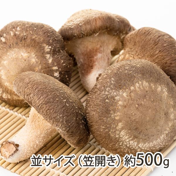 [Release date: October 7, 2025]旨味と風味をめいっぱい蓄えた、特大の生しいたけ！「安心・安全・美味しい」にこだわった完全無農薬の菌床栽培が生み出す驚きの分厚さと豊潤な香り。天日干しや冷凍にすると、旨味がさらにぐ...