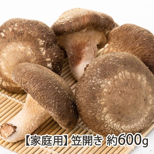 [Release date: October 7, 2025]旨味と風味をめいっぱい蓄えた、特大の生しいたけ！「安心・安全・美味しい」にこだわった完全無農薬の菌床栽培が生み出す驚きの分厚さと豊潤な香り。天日干しや冷凍にすると、旨味がさらにぐ...