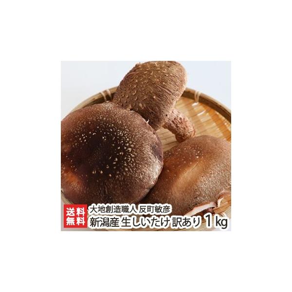 VY  󂠂 1kgi傫`ɃoLj/ő VC^P ̂ LmR /nnEl qF/