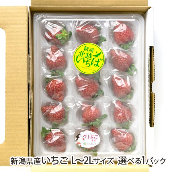 新潟県産いちご「よつぼし」「ベリーポップ はるひ」「ベリーポップ すず」をご紹介します。それぞれ甘みや酸味、香りの個性が豊かな品種。2パック入りで異なる品種を選べば、食べ比べが楽しめますよ。「北越いちば」は、新潟県の農業法人・農家が参加する...