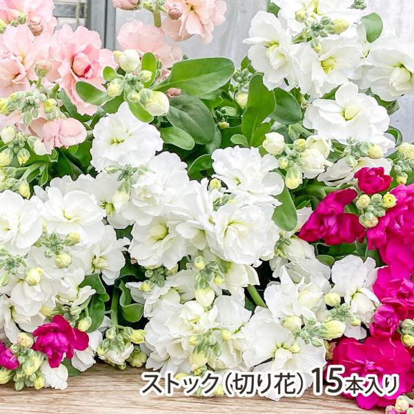 新潟県産 ストック（切り花・スプレータイプ） 15本入り（5本×3束