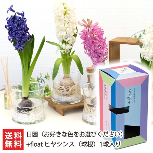 球根 ヒヤシンス 白の人気商品 通販 価格比較 価格 Com