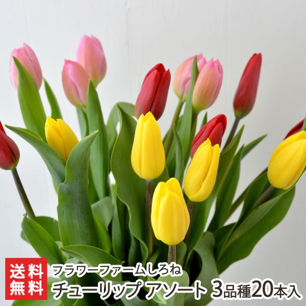 niigata-shop_0619-003-03