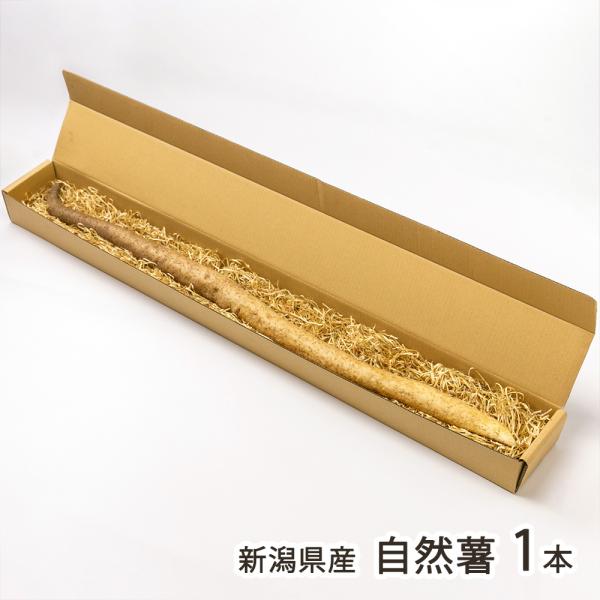 [Release date: November 27, 2025]飯豊連峰と朝日連峰に囲まれた、自然豊かな関川村で育った「自然薯」。贈答用におすすめな1本ものと、使いやすいカットものをご用意しています。まずはとろろにして、あつあつご飯にかけ...