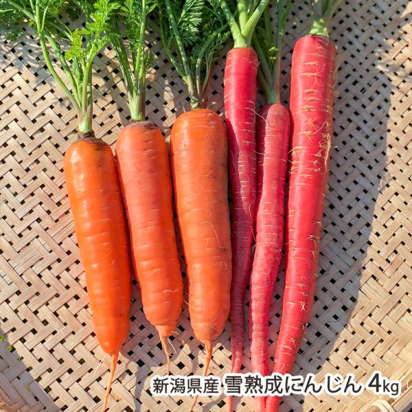 [Release date: December 28, 2025]農薬や化学肥料に頼らず育てた、甘みたっぷりのにんじん。オレンジや赤といったカラフルなにんじんは、料理の彩りになりますよ。その時期に収穫される旬の品種をお届けします！新発田市・...