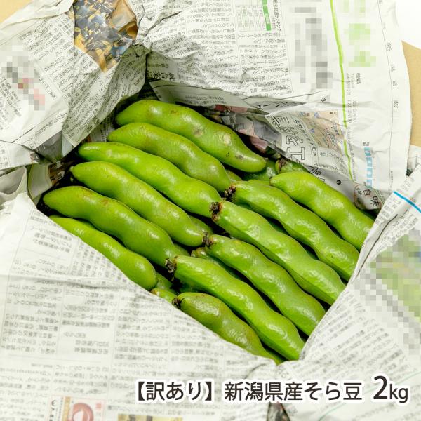 [Release date: May 17, 2026]しっとり、ホクホク食感が美味しいそらまめ。春から初夏にかけて、わずかな時期しか収穫できない野菜です。茹でるも良し、香ばしく焼いても良し！食卓の一品はもちろん、ビールのおつまみにもどうぞ...