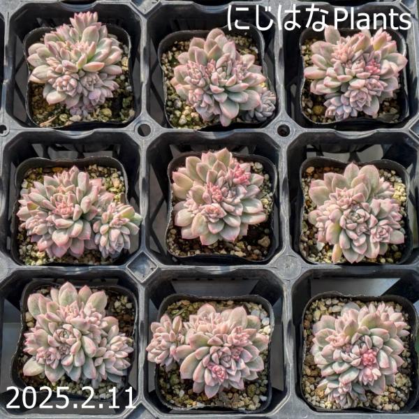 nijihanaplants_eche-02