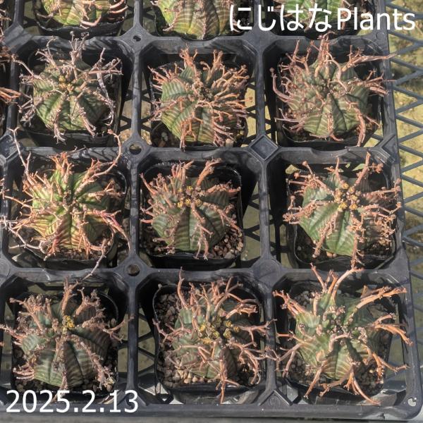 ユーフォルビア メロフォルミス 7.5cmポット : にじはなPlants - 通販