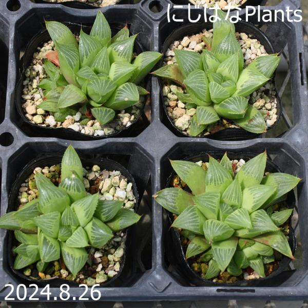 ハオルチア レツーサの価格と最安値 おすすめ通販を激安で