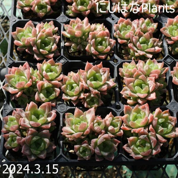 7.5cmポリポット（2.5寸）ハオルチア ロゼアHaworthia roseaツルボラン科ハオルチア属耐寒性　弱耐暑性　普通〜やや弱高　さ　約5cm＜耐寒性、耐暑性表示について（多肉植物）＞耐寒性　強　　0℃〜-10℃以下可　　　　普通　...