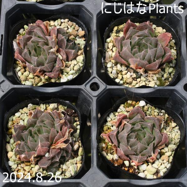 ハオルチア プリングレイ : にじはなPlants - 通販 - Yahoo!ショッピング