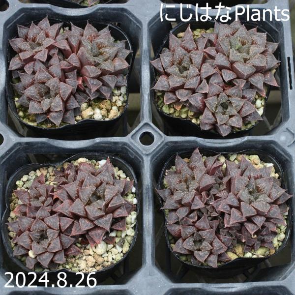 nijihanaplants_haw-21