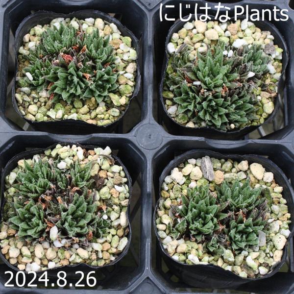 ハオルチア モデスタ : にじはなPlants - 通販 - Yahoo!ショッピング