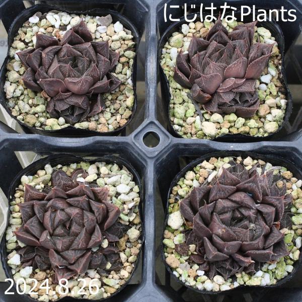 ハオルチア オラソニー : にじはなPlants - 通販 - Yahoo!ショッピング
