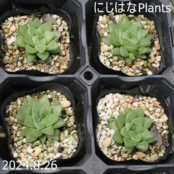 nijihanaplants_haw-34