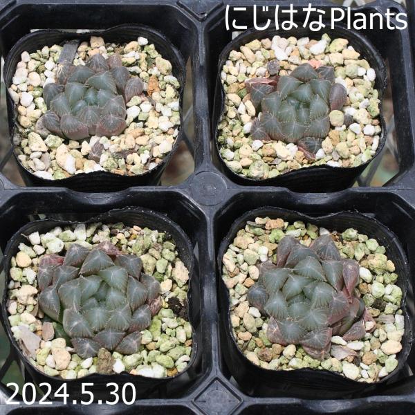 nijihanaplants_haw-42