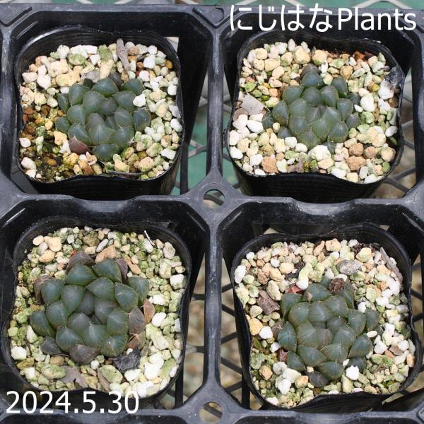 【1苗 30％オフ】ハオルチア　韓国苗　ブラックオブツーサ錦　多肉植物 ハオルチア ブラックオブツーサ : にじはなPlants - 通販 - Yahoo
