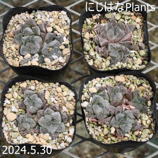 nijihanaplants_haw-57