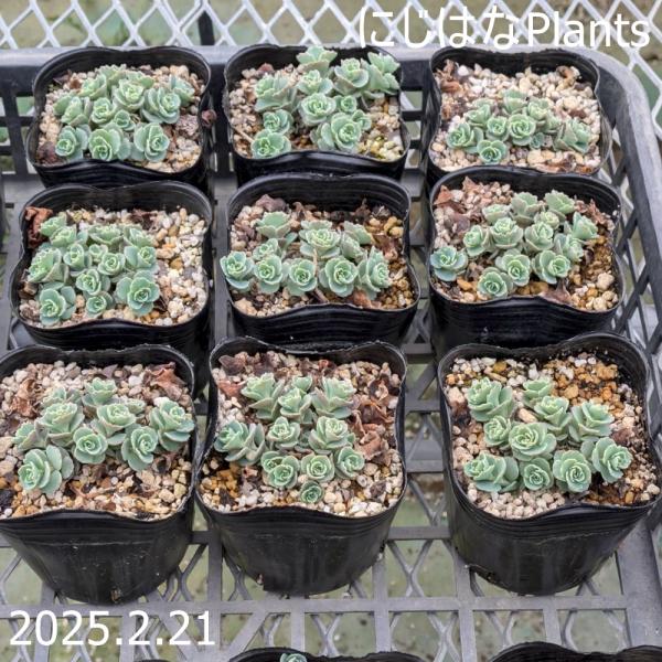 ミセバヤ : にじはなPlants - 通販 - Yahoo!ショッピング