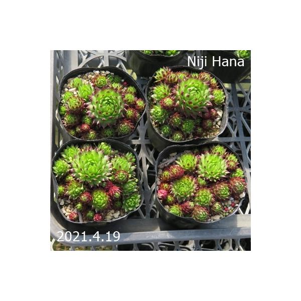 nijihanaplants_jovi-02