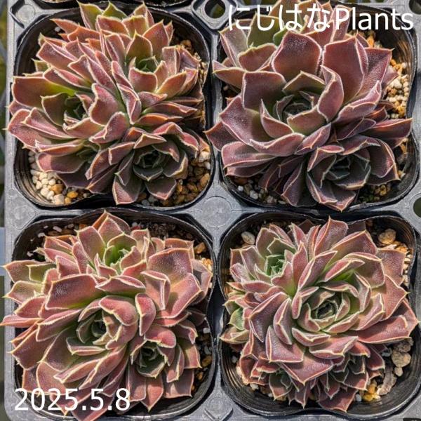 ジョビバルバ ヒューフェリー 'ビーバー' : にじはなPlants - 通販