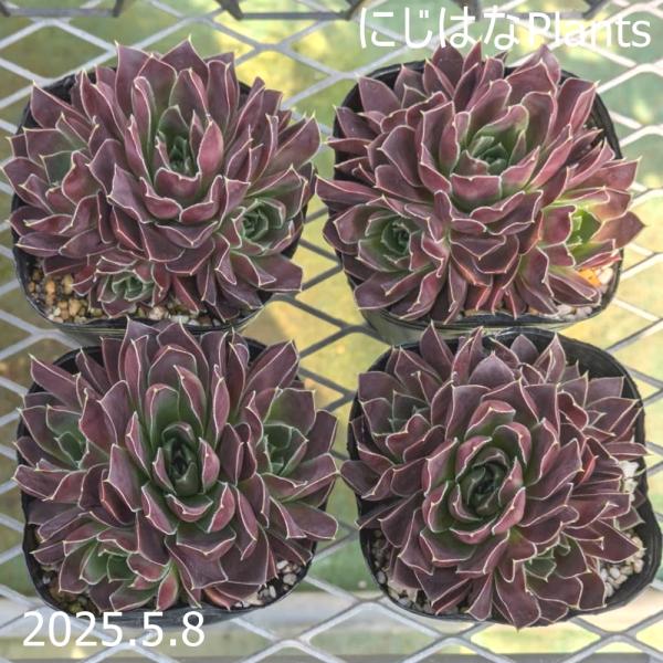 nijihanaplants_jovi-073